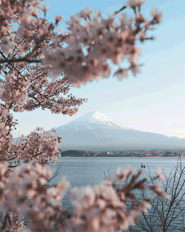 Mount Fuji framed by cherry blossoms, Tokyo